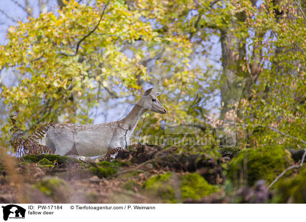 fallow deer / PW-17184