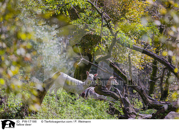 fallow deer / PW-17186