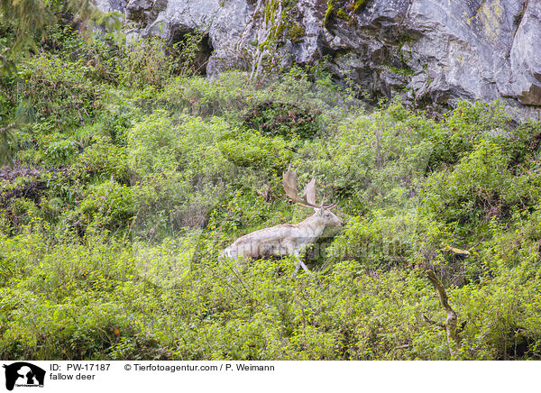 fallow deer / PW-17187