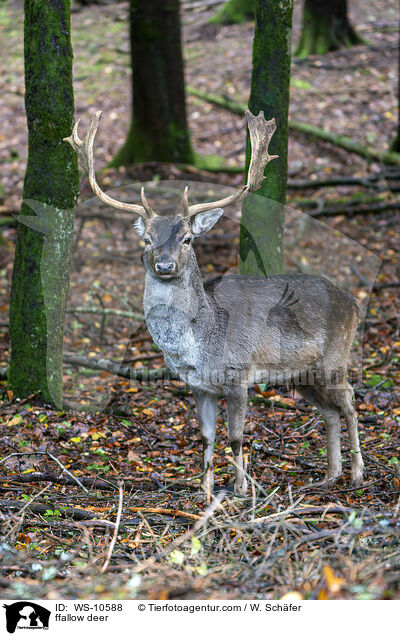 Damwild / ffallow deer / WS-10588