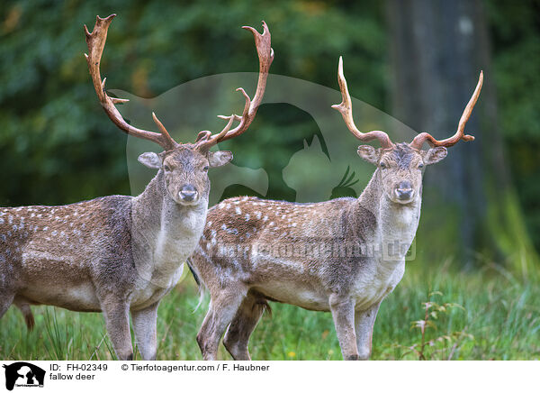 fallow deer / FH-02349