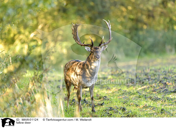fallow deer / MAW-01124