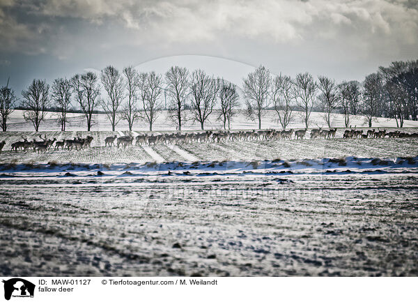 fallow deer / MAW-01127