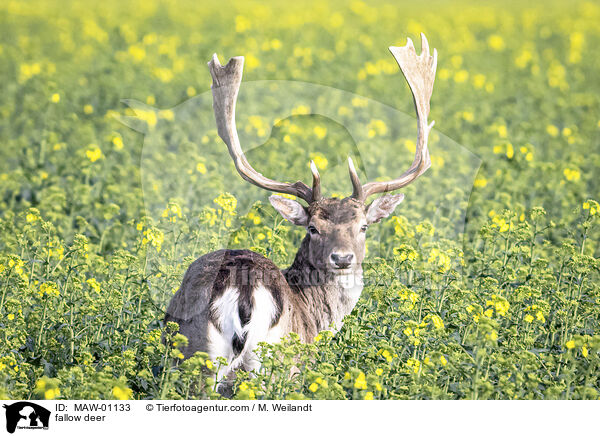 fallow deer / MAW-01133
