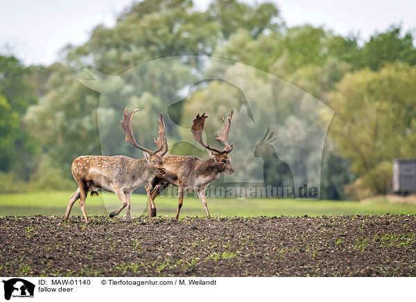 fallow deer / MAW-01140