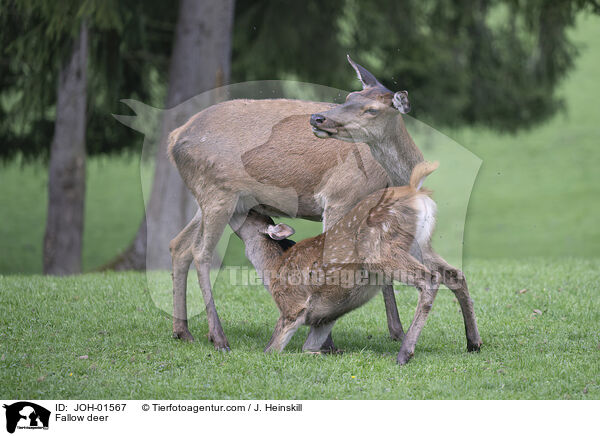 Fallow deer / JOH-01567