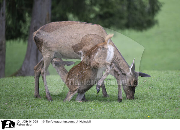 Fallow deer / JOH-01568
