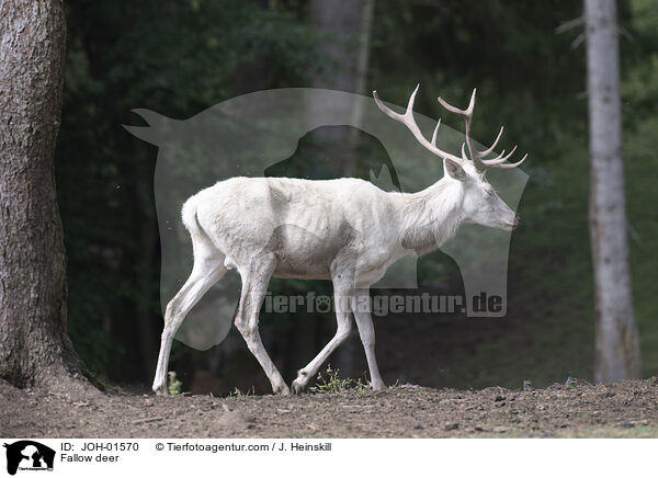 Fallow deer / JOH-01570