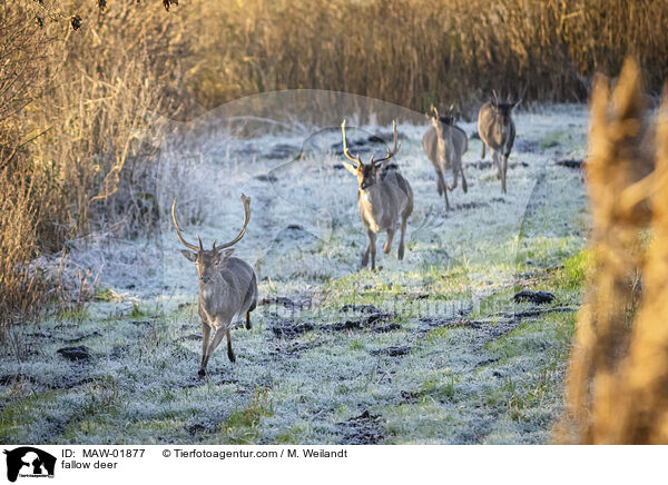 Damwild / fallow deer / MAW-01877