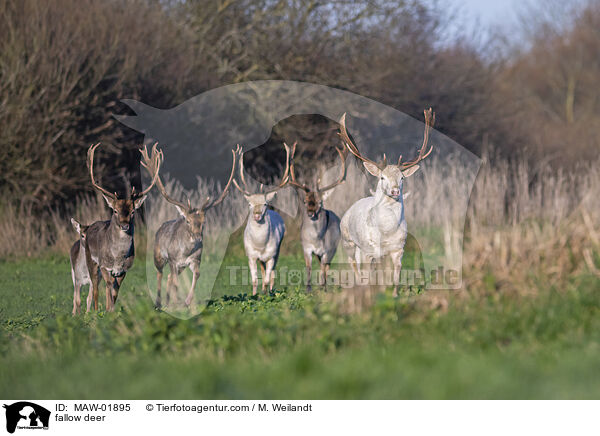 Damwild / fallow deer / MAW-01895