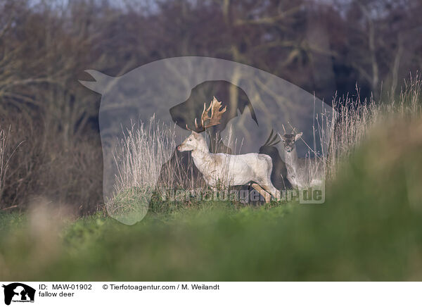 Damwild / fallow deer / MAW-01902