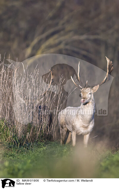 fallow deer / MAW-01906