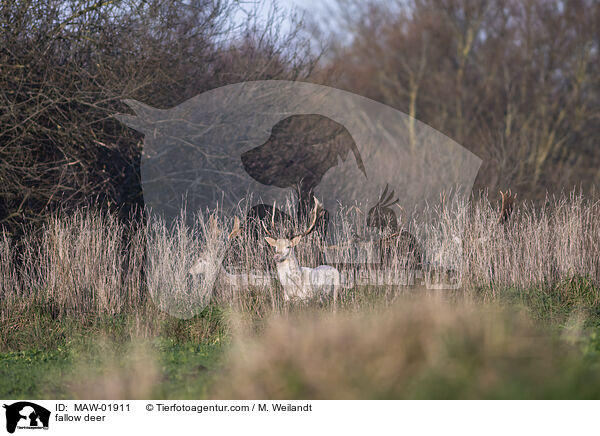 Damwild / fallow deer / MAW-01911