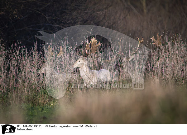 Damwild / fallow deer / MAW-01912