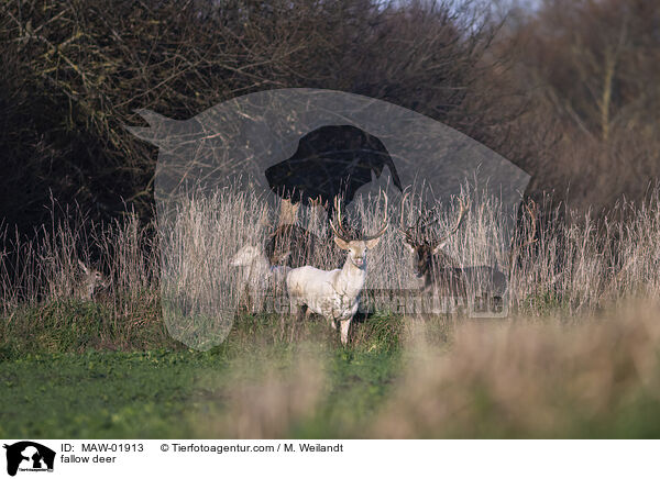 Damwild / fallow deer / MAW-01913