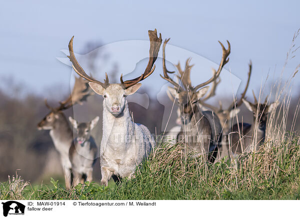 fallow deer / MAW-01914