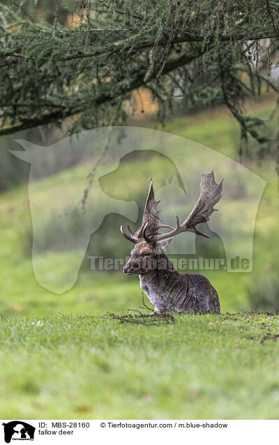 Damhirsch / fallow deer / MBS-28160