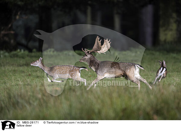 Damhirsch / fallow deer / MBS-28171