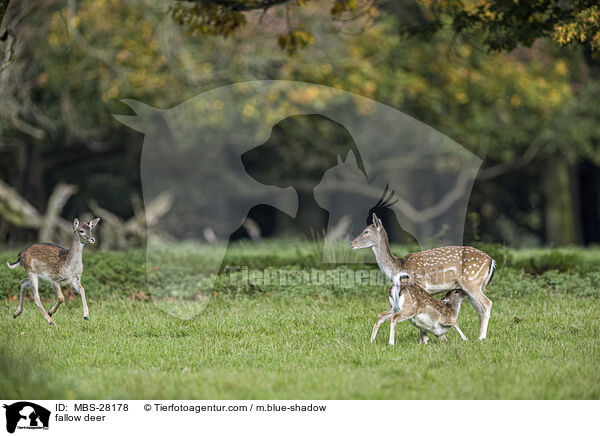 Damhirsch / fallow deer / MBS-28178
