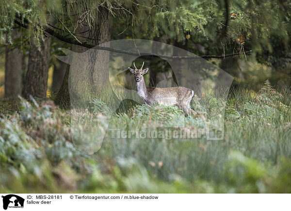 fallow deer / MBS-28181