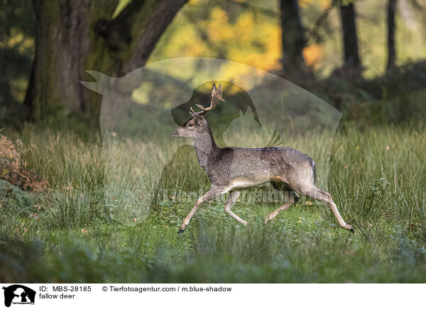 fallow deer / MBS-28185