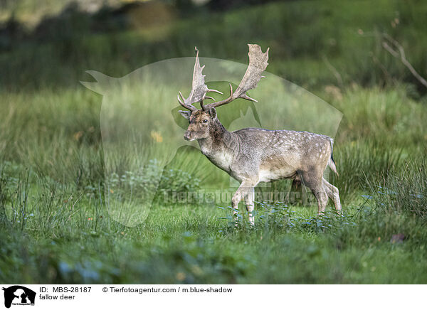 fallow deer / MBS-28187