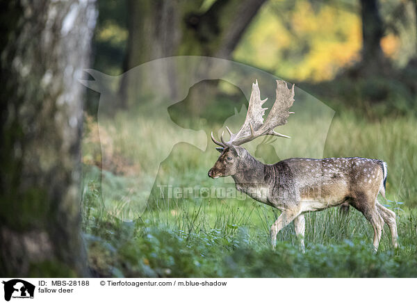 Damhirsch / fallow deer / MBS-28188