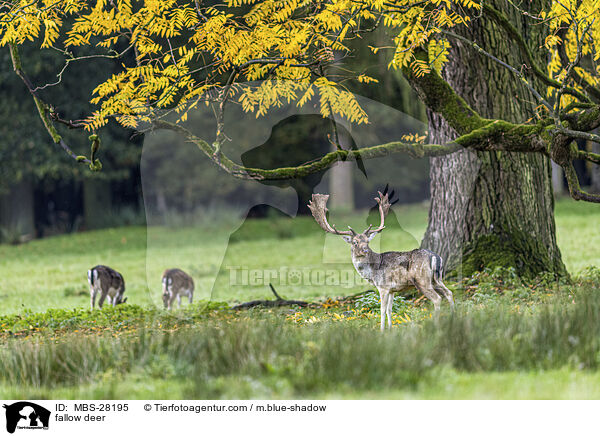 Damhirsch / fallow deer / MBS-28195