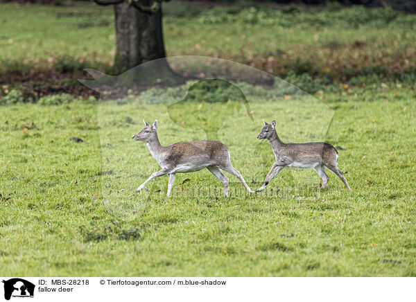 Damhirsch / fallow deer / MBS-28218