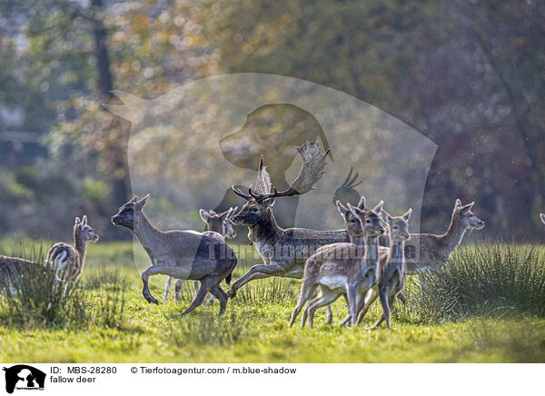 Damhirsch / fallow deer / MBS-28280
