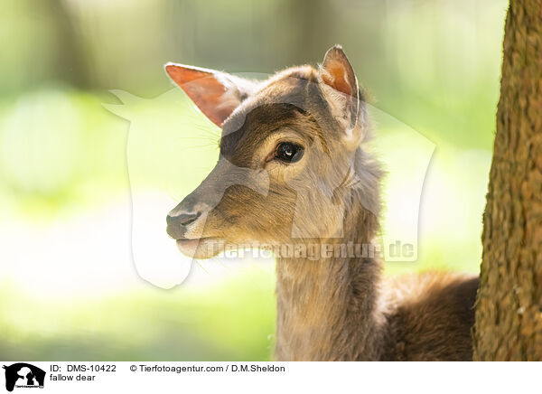 fallow dear / DMS-10422