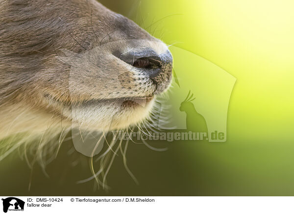 Damwild / fallow dear / DMS-10424