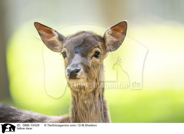 Damwild / fallow dear / DMS-10426