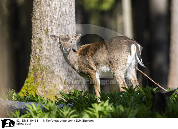 Damwild / fallow dear / DMS-10433