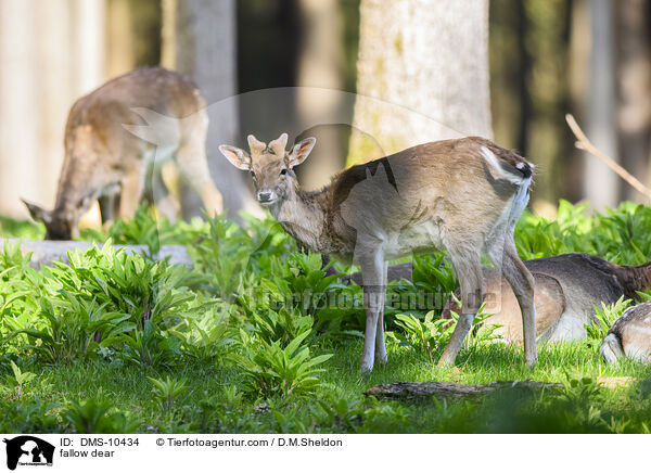 Damwild / fallow dear / DMS-10434