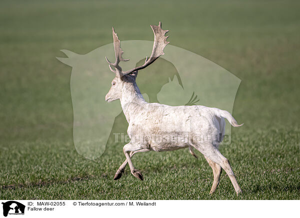 Damwild / Fallow deer / MAW-02055