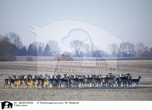 Damwild / Fallow deer / MAW-02056
