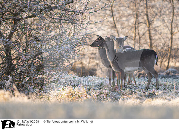 Damwild / Fallow deer / MAW-02058