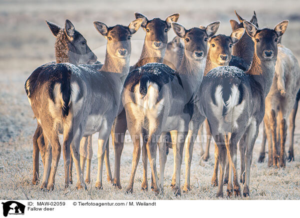 Damwild / Fallow deer / MAW-02059