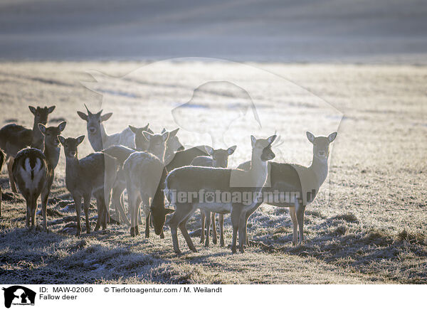 Damwild / Fallow deer / MAW-02060