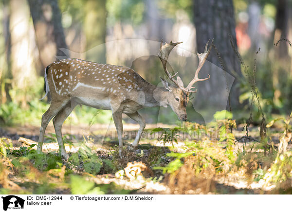fallow deer / DMS-12944