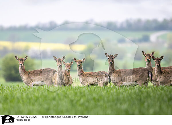 Damwild / fallow deer / MAW-02220