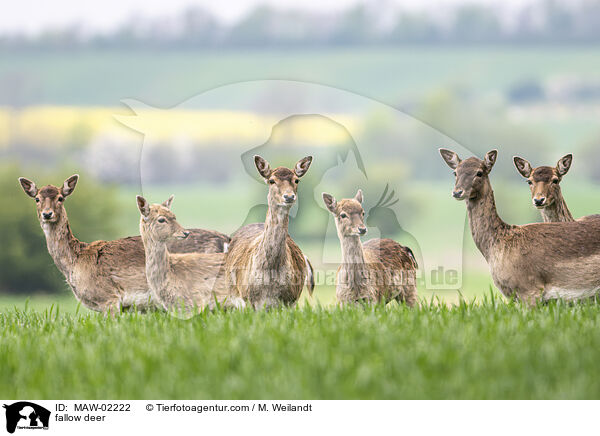Damwild / fallow deer / MAW-02222