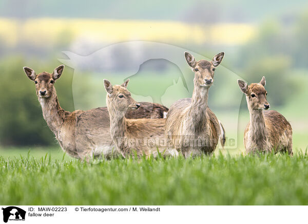 Damwild / fallow deer / MAW-02223