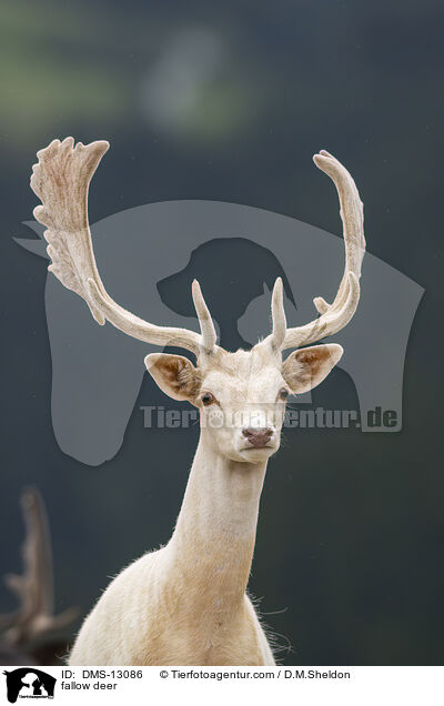 Damwild / fallow deer / DMS-13086