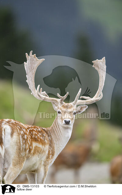 Damwild / fallow deer / DMS-13103