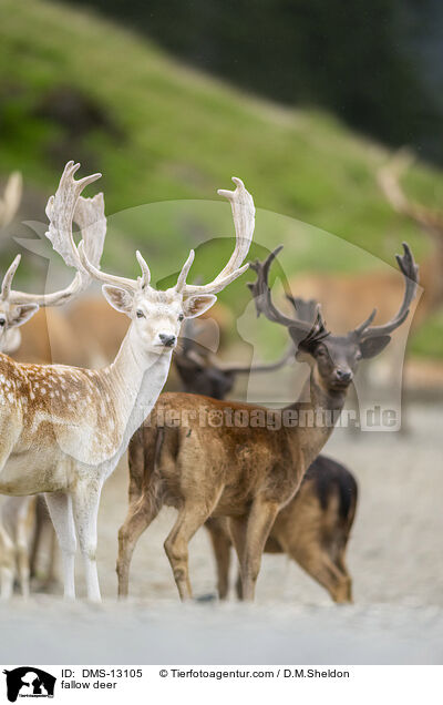 Damwild / fallow deer / DMS-13105