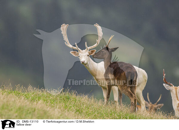Damwild / fallow deer / DMS-13110