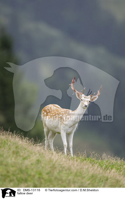 Damwild / fallow deer / DMS-13116
