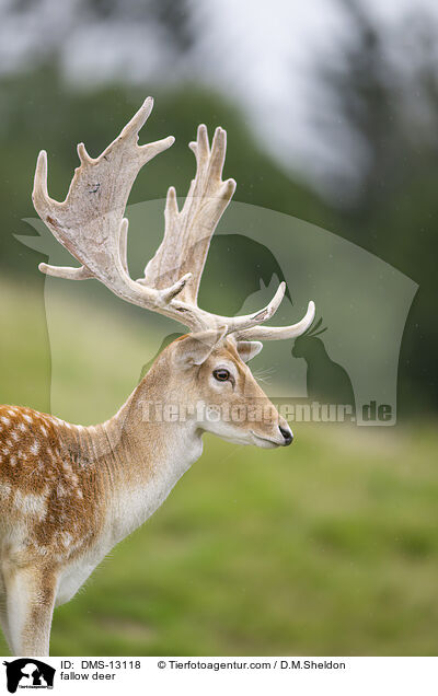 Damwild / fallow deer / DMS-13118